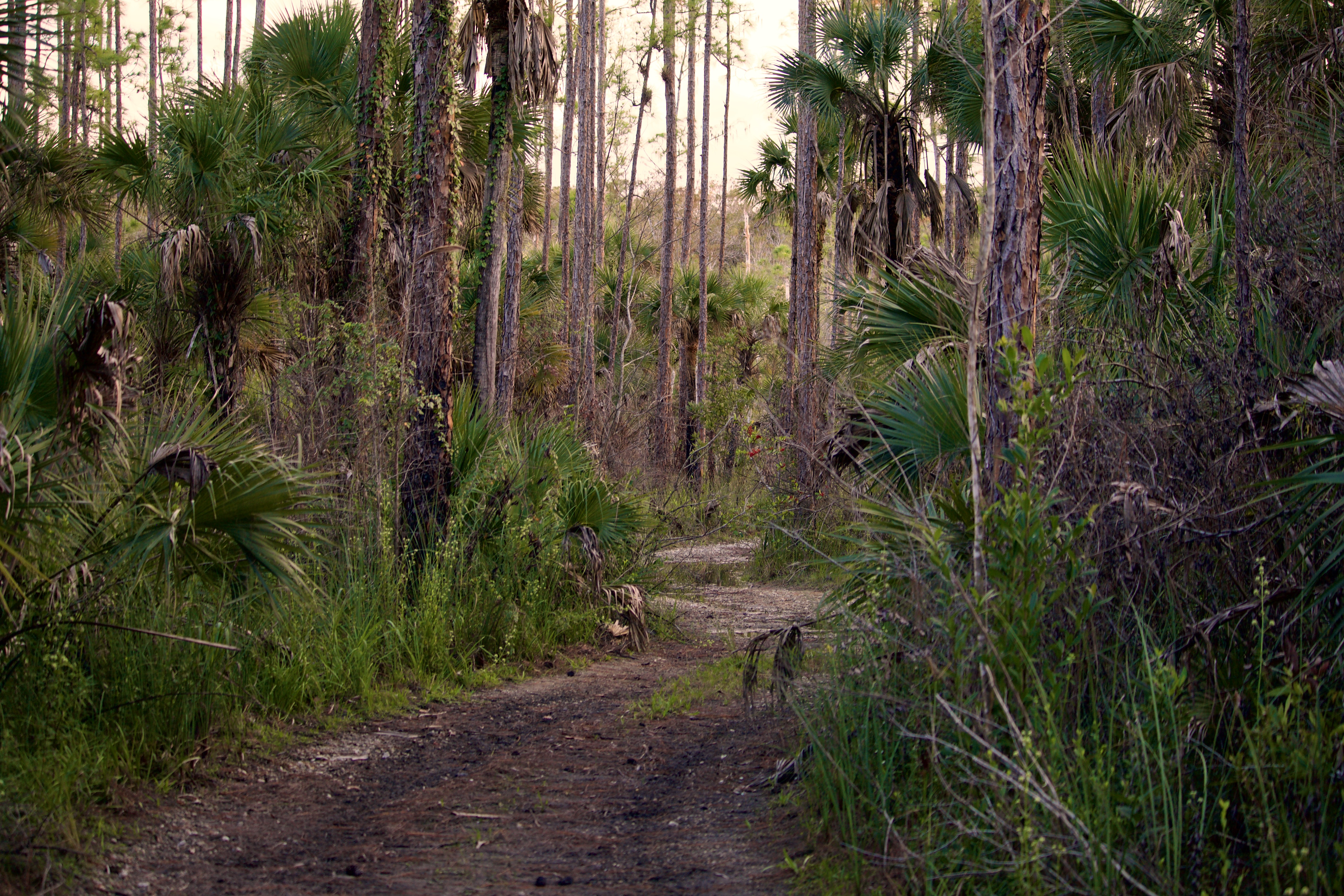 A paved trail surrounded by trees and other vegetation.