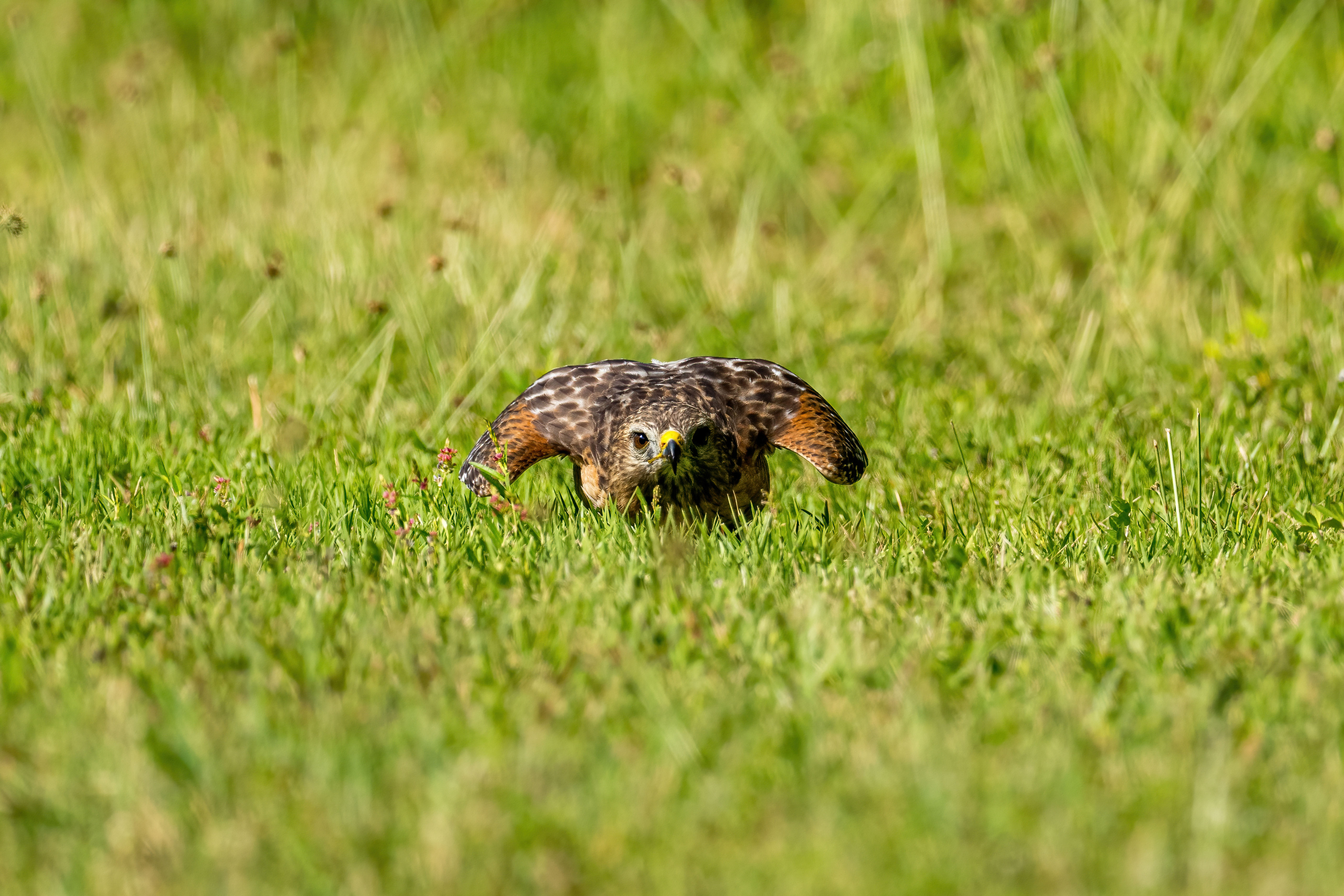 A red shouldered hawk crouched down in green grass preparing for flight