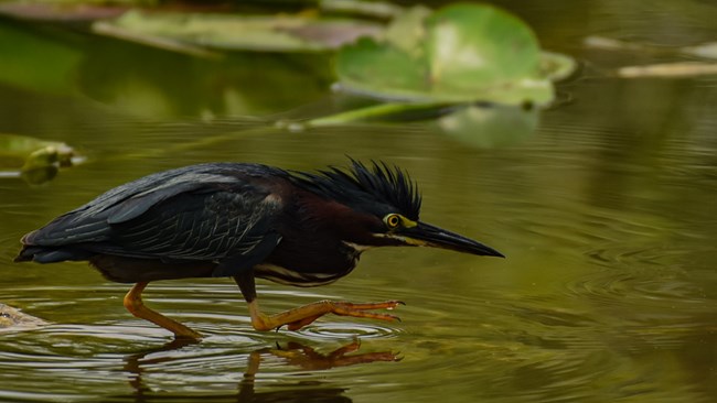 A bird with dark green and red feathers, yellow legs, and a sharp bill wades through the water. There are spatterdock plants in the background.