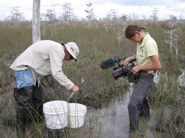 Everglades videographer Jennifer Brown at work