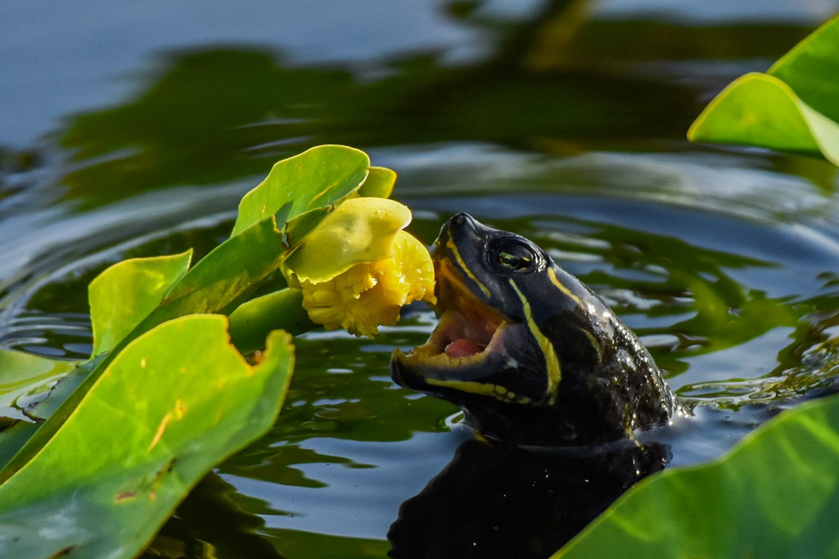 A red-bellied turtle breaches the water to take a bite of a yellow spatterdock flower.