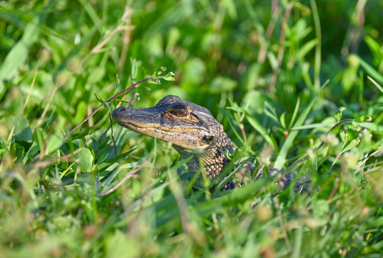 A baby alligator pokes out between green grass.