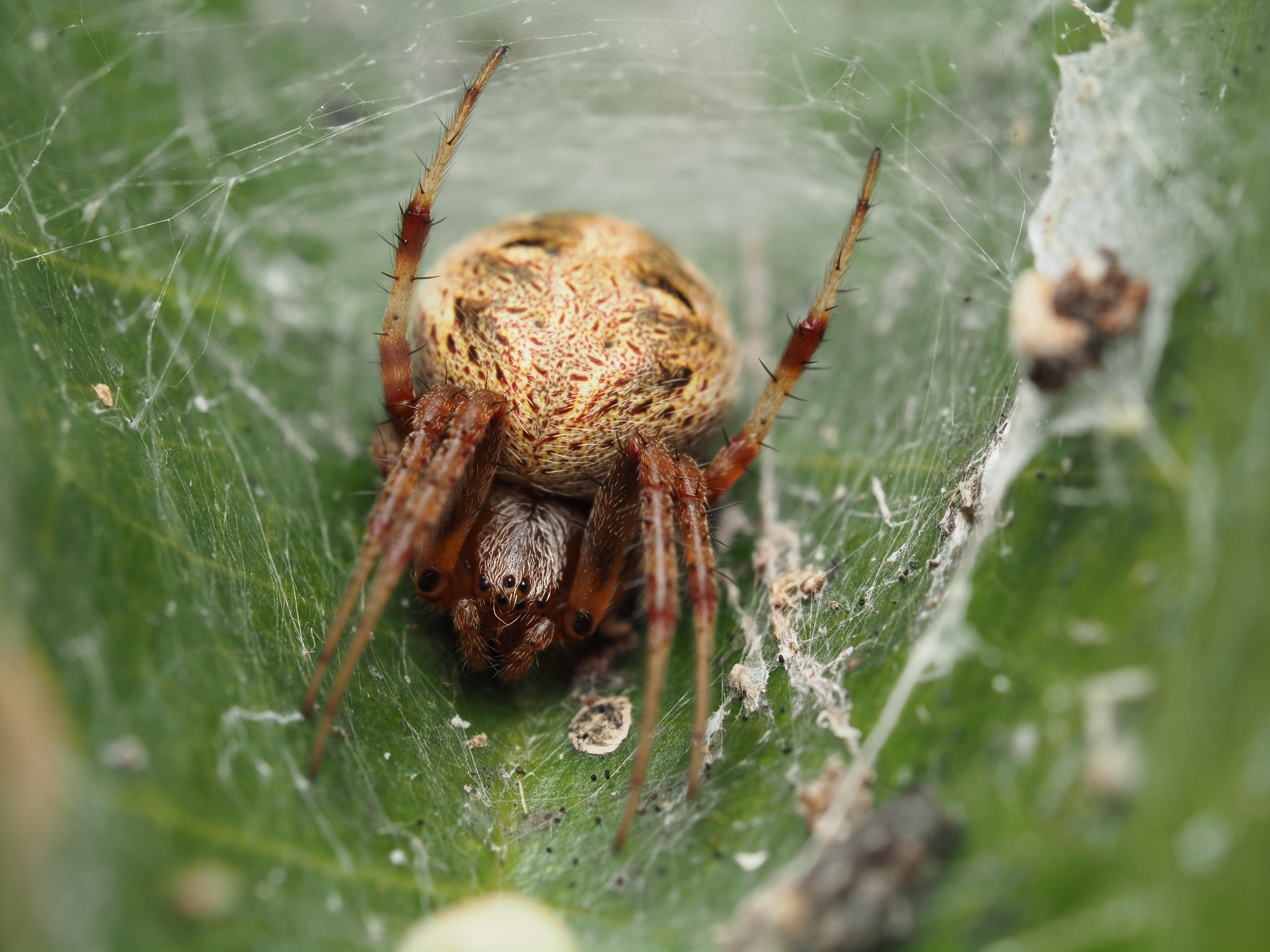 An yellow and brown arabesque orbweaver spider nestled in its own web on a green leaf