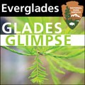 Glades Glimpse Icon Glades Glimpse Icon