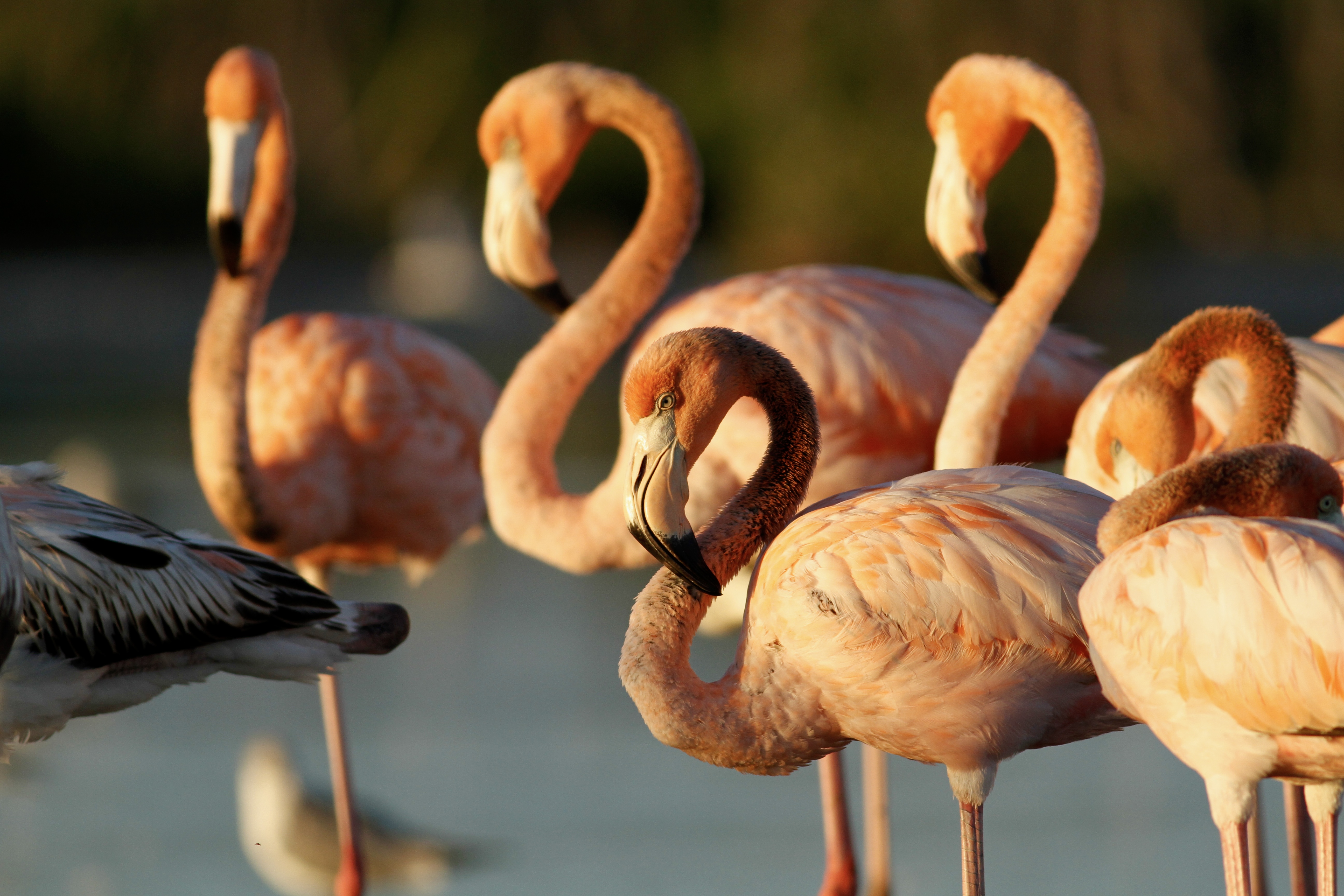 Flamingos in Everglades National Park