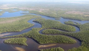 The Mangrove Coast