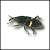 Mexican Bromeliad Weevil