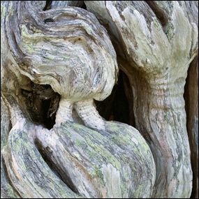 Buttonwood snag