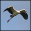 Birds Species List