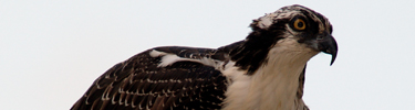 Osprey Up Close