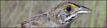 Photograph of Cape Sable Seaside Sparrow