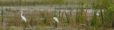 Wading Birds in Restored Wetland