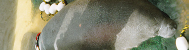 Manatee