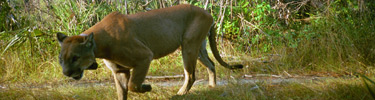 Florida Panther Walking Through a Pineland