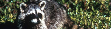 Raccoon