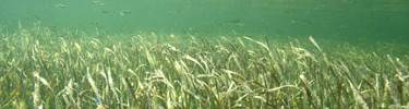 Seagrass