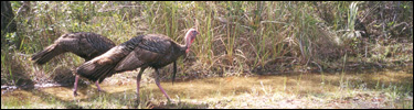Two Wild Turkeys walking through the marsh