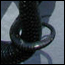 Learn more about snakes