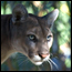 Photograph of Florida panther head