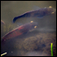 Two Oscars Swimming