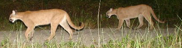 Two Florida Panthers at Night