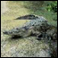 Photograph of American crocodile