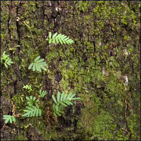 Live oak