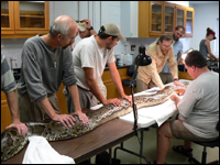 Researchers radio tagging a Burmese python