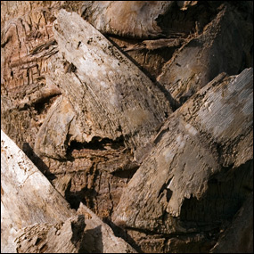 Sabal palm