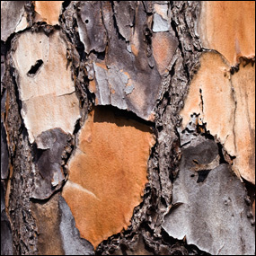 Slash Pine