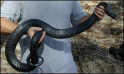 Person holding an Eastern indigo snake