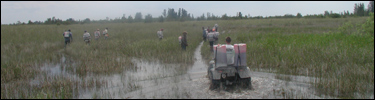 Exotic vegetation eradication crew at work