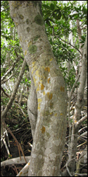 Several species of crustose lichen growing on the bark of a red mangrove tree.