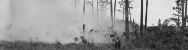 Historic Fire in the Pinelands