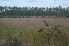 Muhle grass in bloom