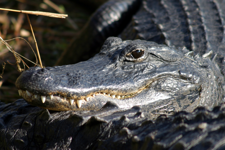 Everglades Wildlife Images - Everglades National Park (. National Park  Service)