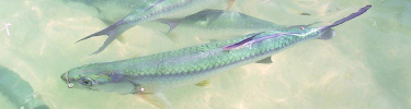 Tarpon Swimming