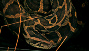 Invasives
