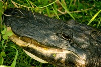 035_gator_141011