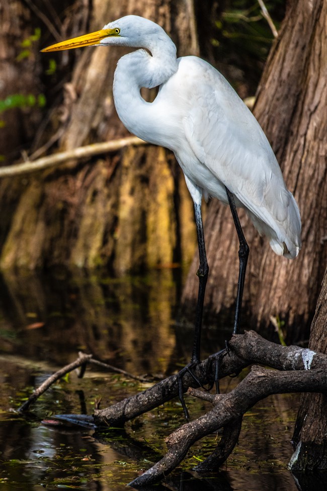 Great Egret Along Flamingo Highway