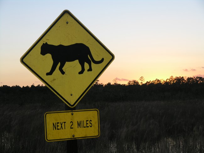 Panther Crossing Sign