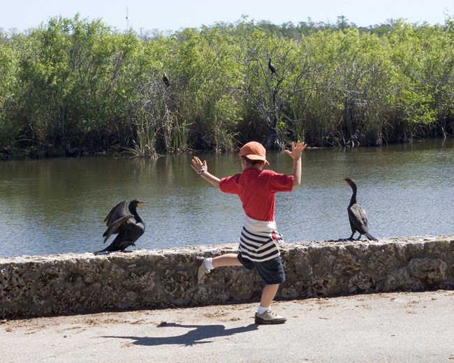 Boy dancing with cormorants RP Boy dancing with cormorants RP
