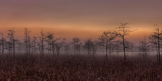 Dew in the morning Dew in the morning