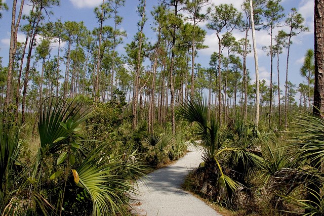 Trail at Pinelands