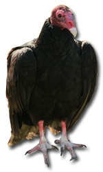 BodyTurkeyVulture BodyTurkeyVulture