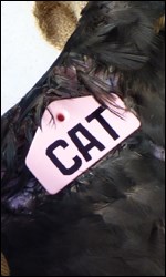 Pink Vulture Wing Tag