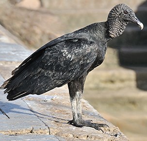 Image result for Vulture