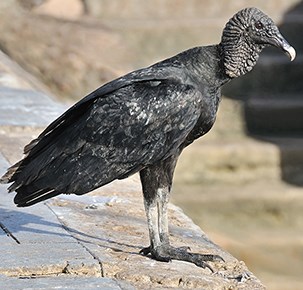 Black vulture