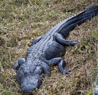alligator