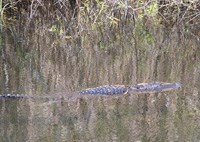 crocodiles